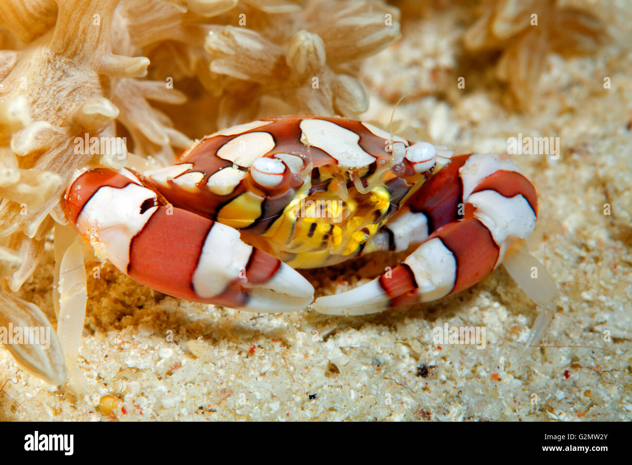 Arlecchino granchio (Lissocarcinus laevis) sulla sabbia sotto anemone, della Grande Barriera Corallina, Queensland, Cairns, Oceano Pacifico, Australia Foto Stock