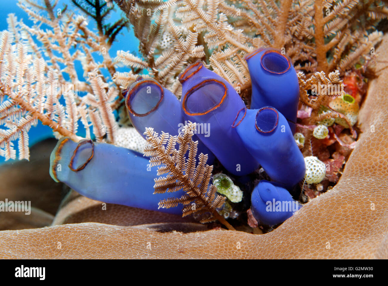 Blu club tunicate (Rhopalaea crassa) e sensazioni puntorie hydroid (Aglaophenia cupressina), la Grande Barriera Corallina, Queensland, Cairns Foto Stock