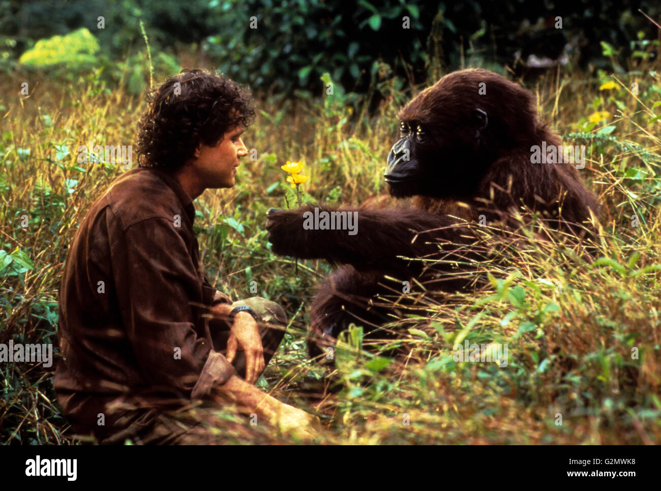 Dylan walsh,Congo Foto Stock