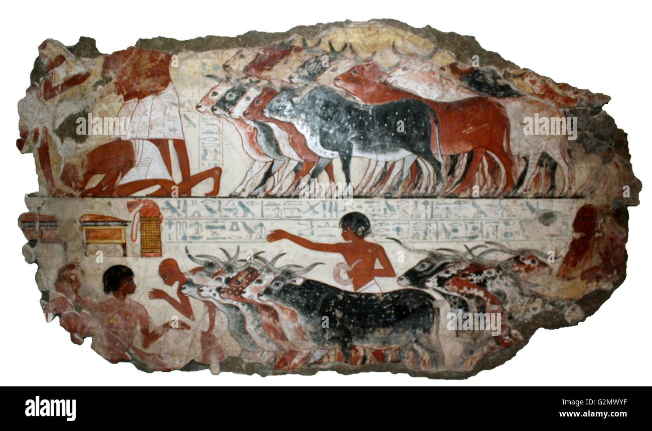 Antica lapide egizia che mostra il bestiame. Foto Stock