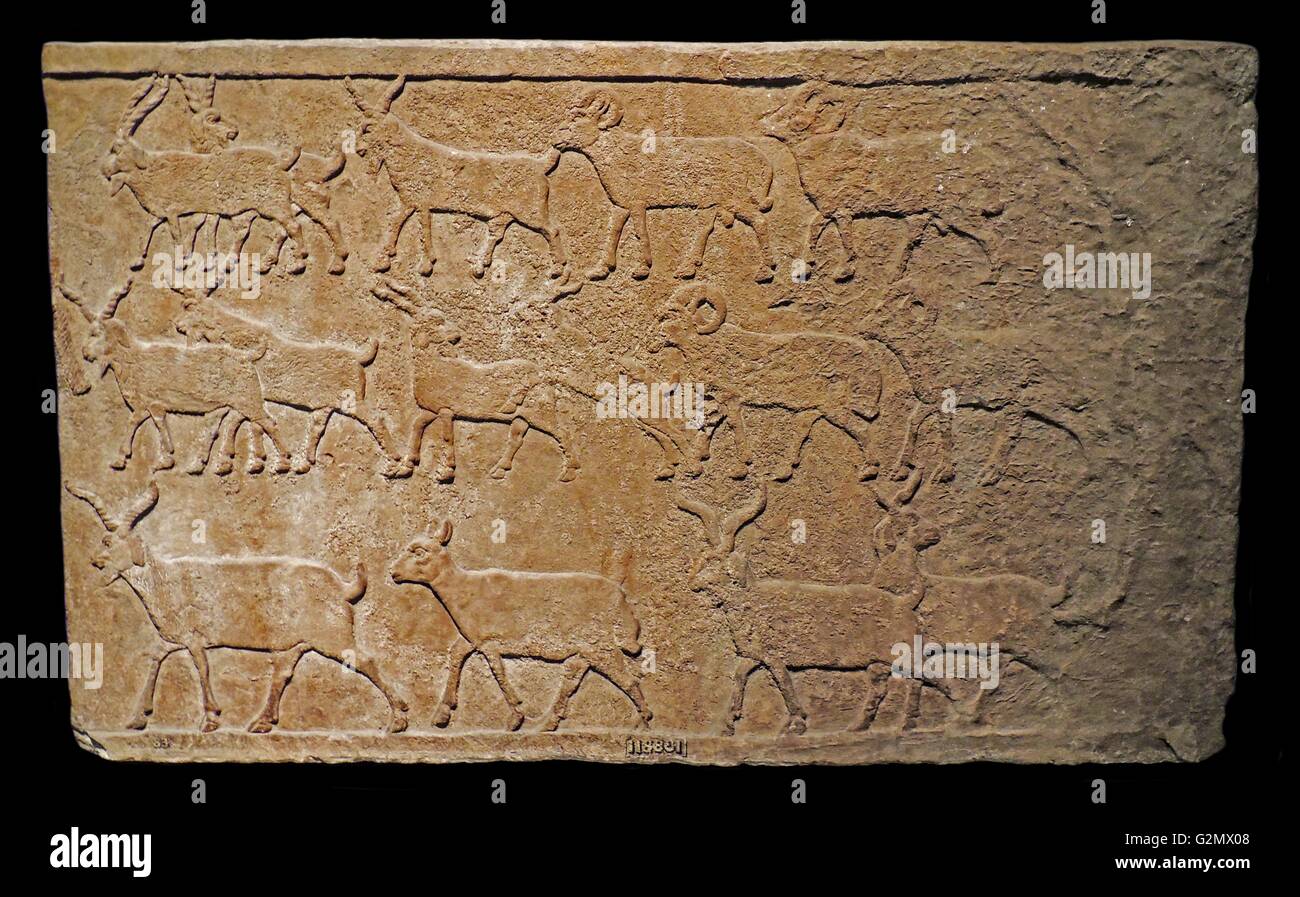 Catturate le greggi. Assira, circa 728 BC. Da Nimrud. Gli ovini e i caprini, catturato in una campagna contro gli Arabi. Foto Stock