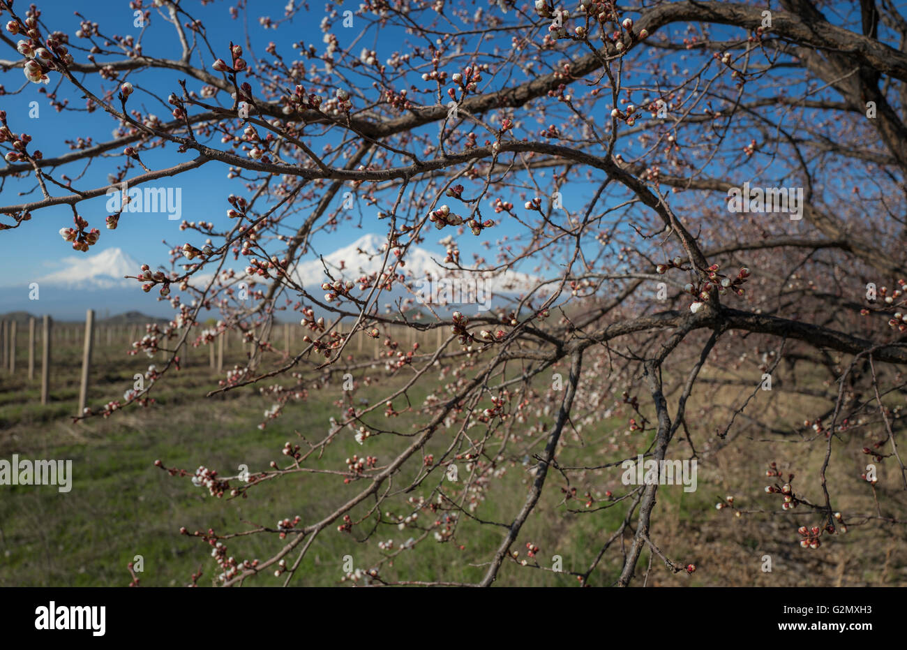 Incredibile vista sul monte Ararat e vigneti attraverso i rami di fiori albicocca albero. l'Armenia. Foto Stock
