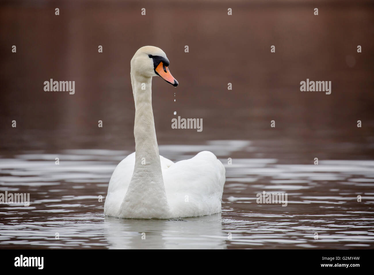 Incredibile swan con gocce di acqua dal becco Foto Stock