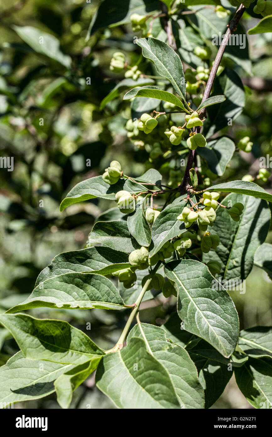 Euonymus europaeus Foto Stock