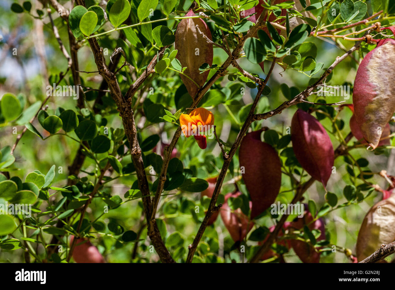 Colutea arborescens Foto Stock