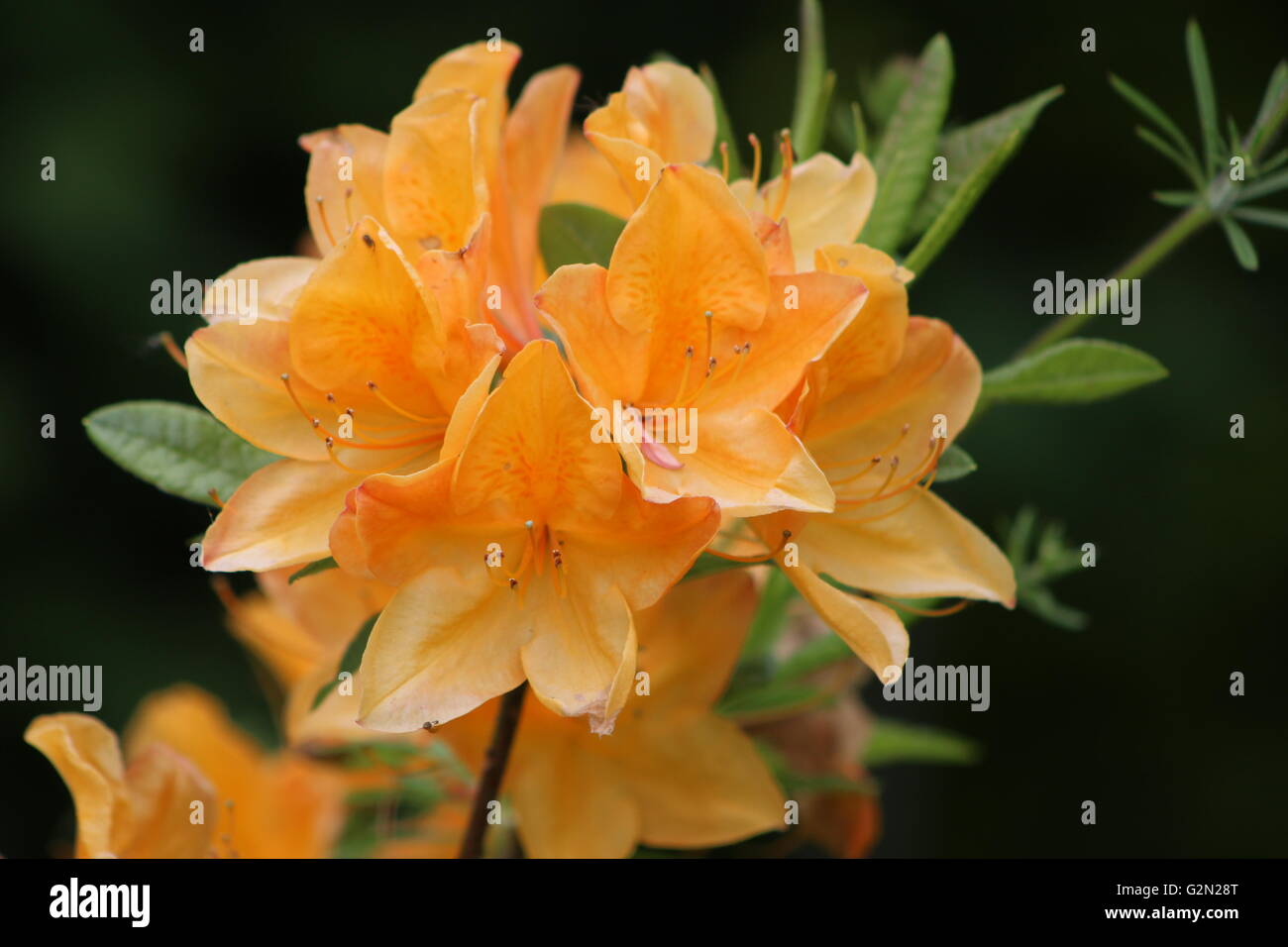 Orange azalea bush Foto Stock