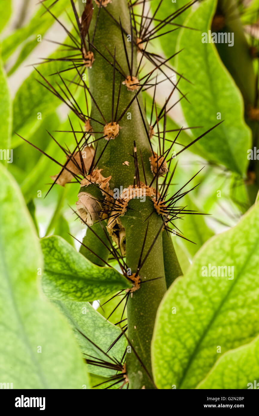 Pereskia grandifolia Foto Stock