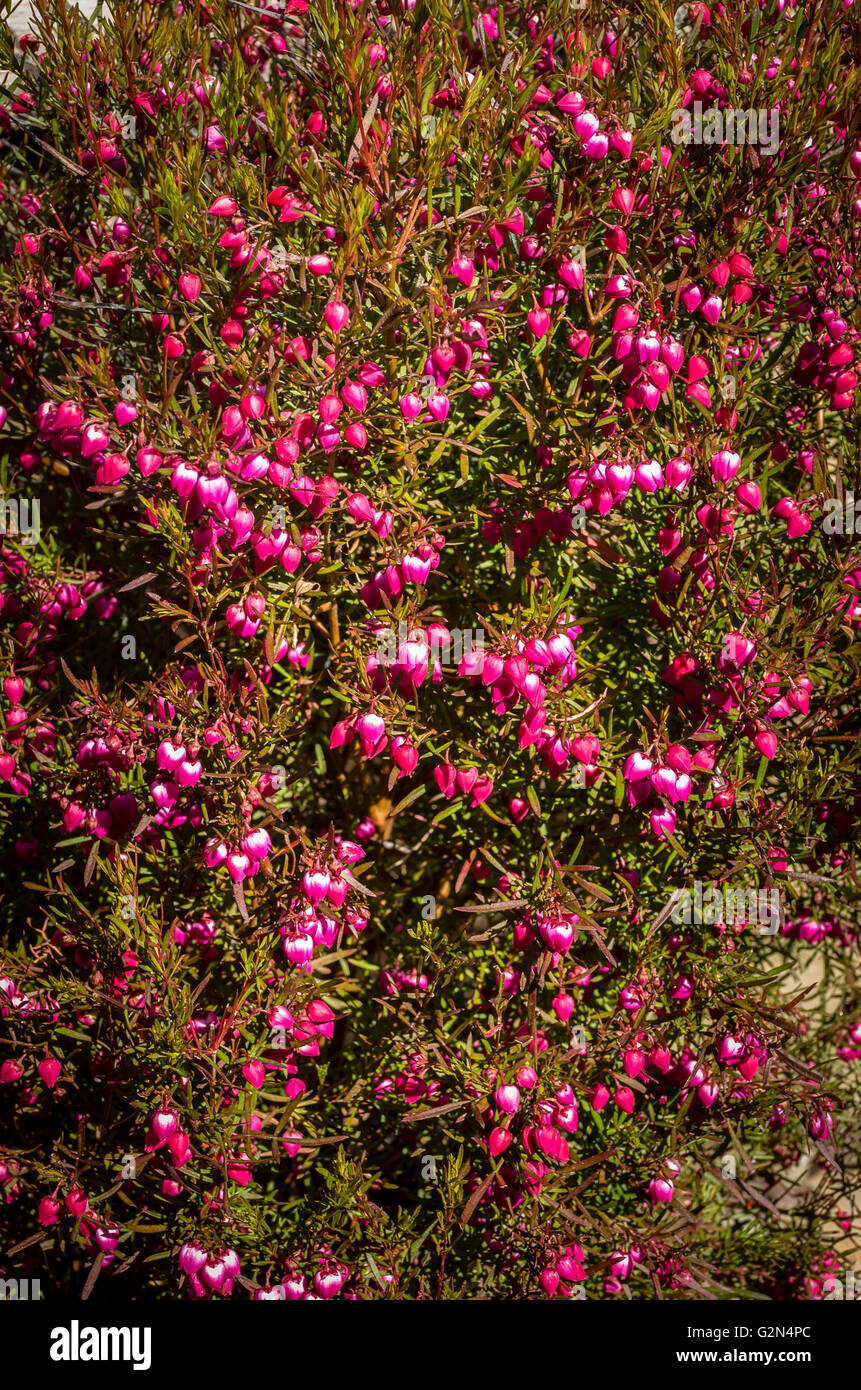 Boronia heterophylla in fiore in un giardino della Cornovaglia Foto Stock