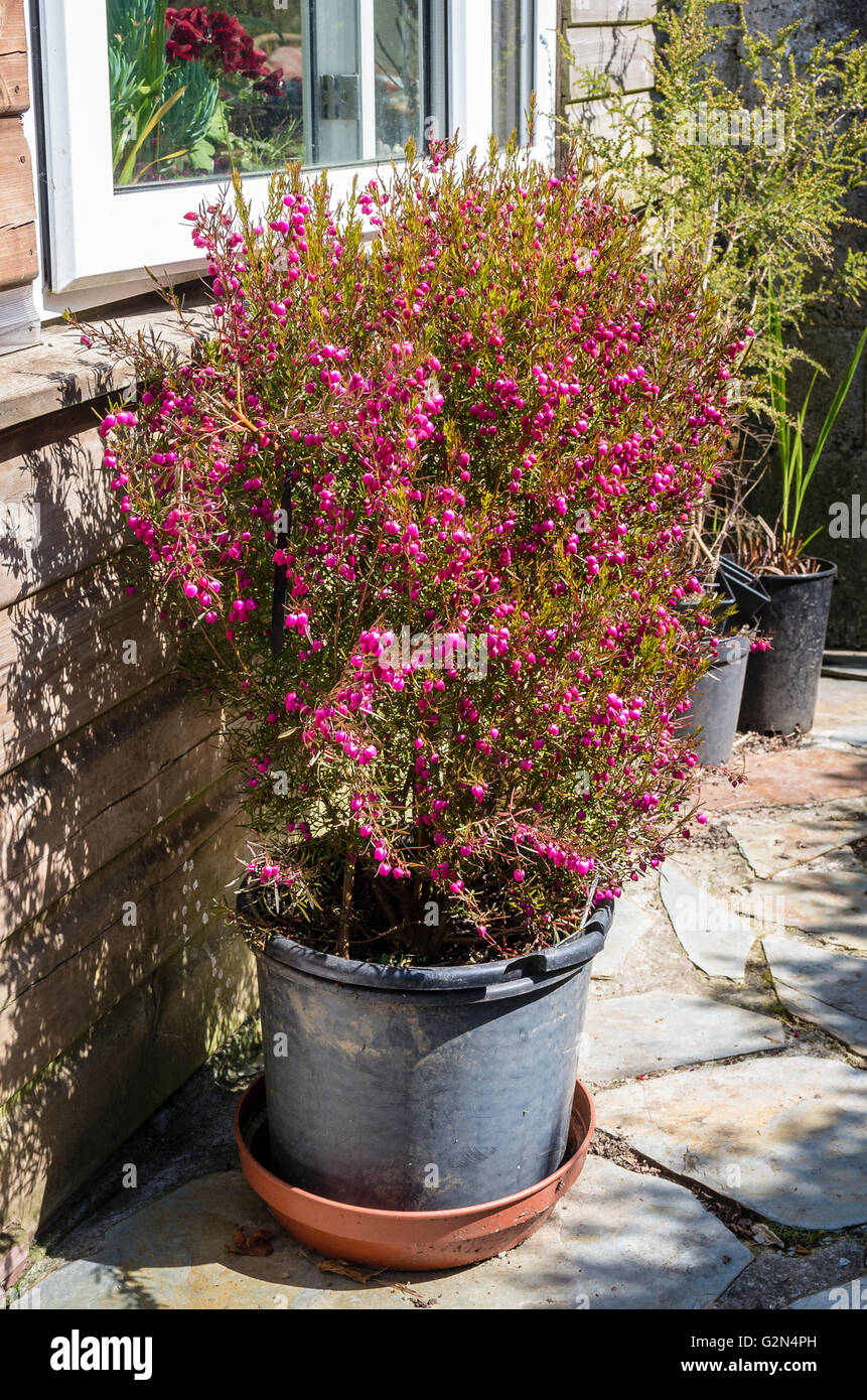 Boronia heterophylla in fiore in un giardino della Cornovaglia Foto Stock