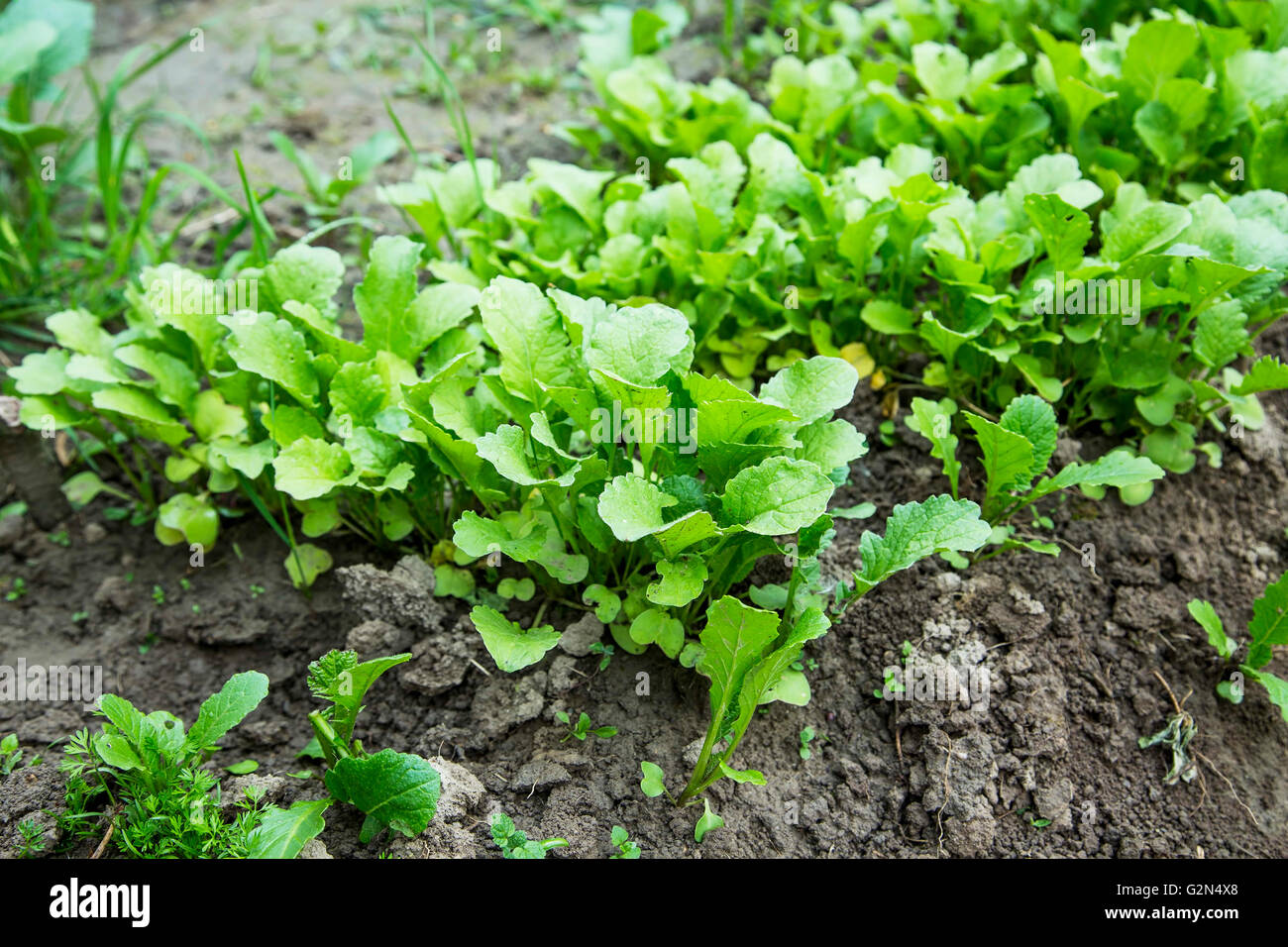 Bio organic ravanello vivaio coltivazione nell'orto Foto Stock