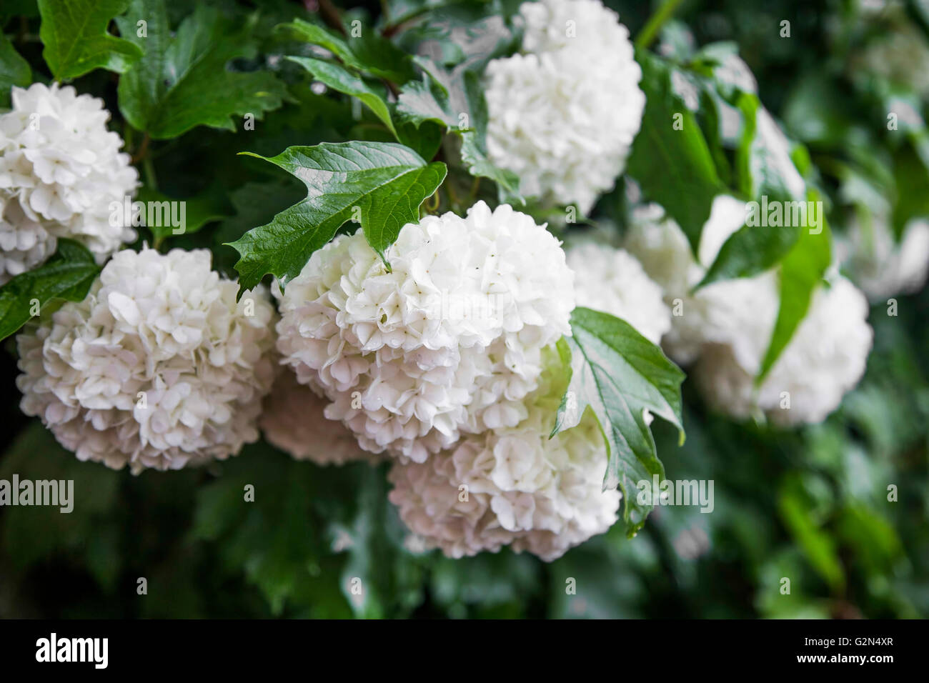 Snowball fiori (Viburnum opulus) con foglie in giardino Foto Stock