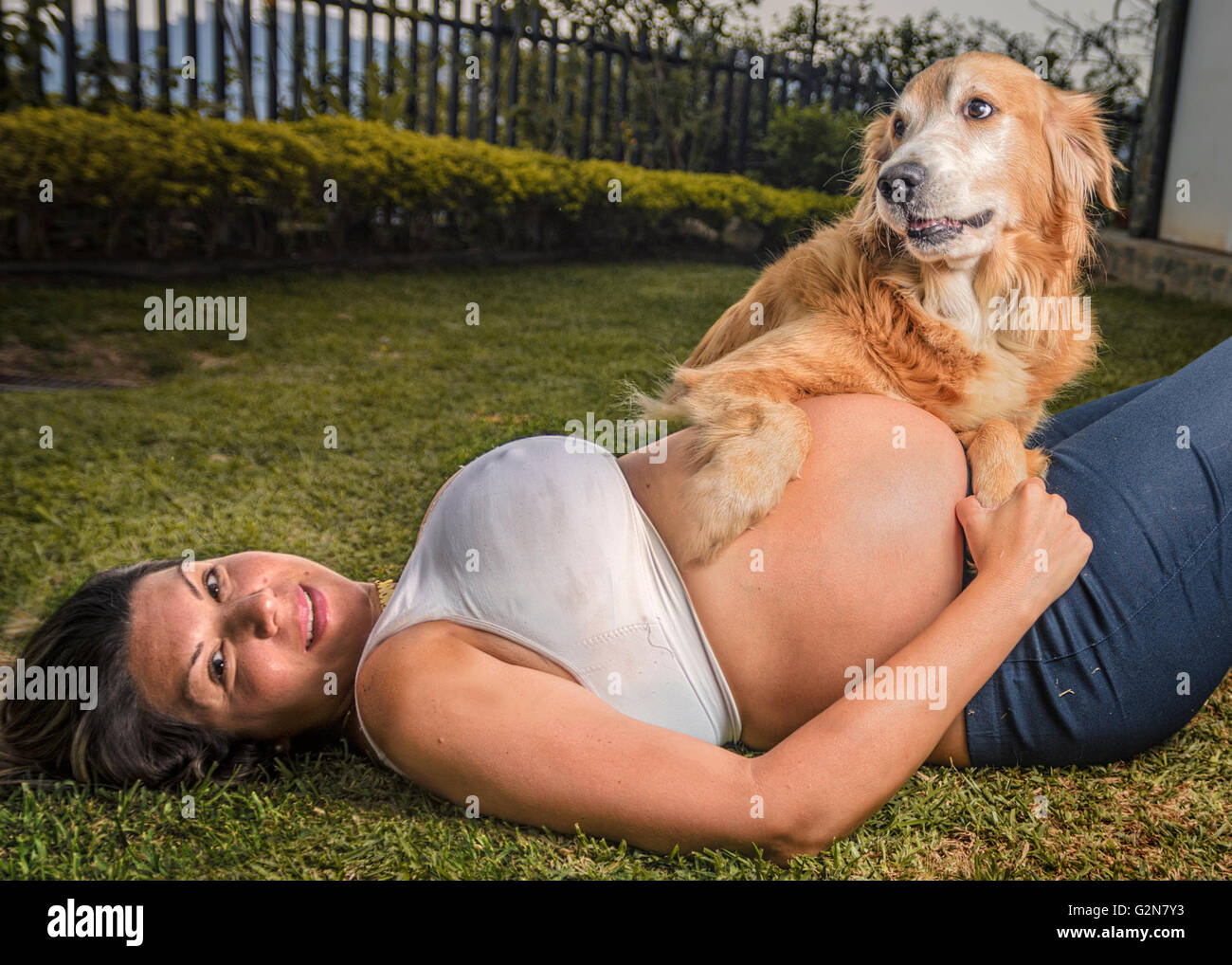 Donna incinta sdraiato in erba con il suo Golden Retriever Foto Stock