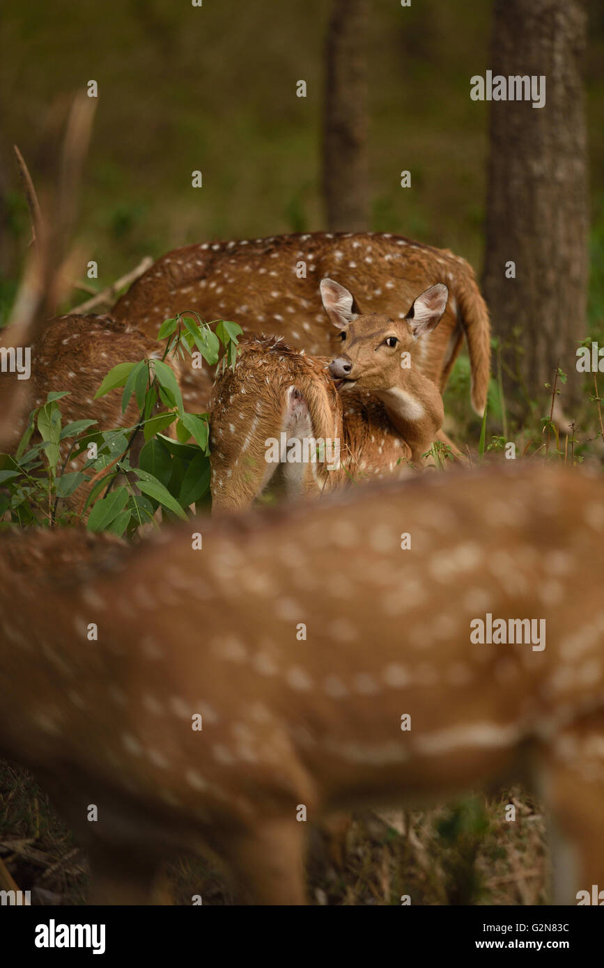 Macchiati o asse deer Foto Stock