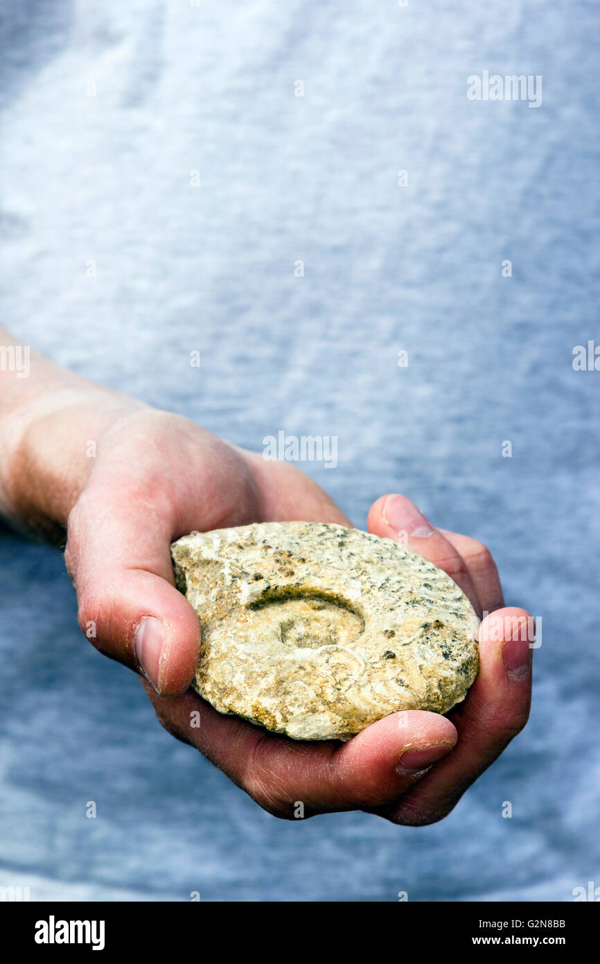 Uomo con un fossile ammonita nella sua mano Foto Stock