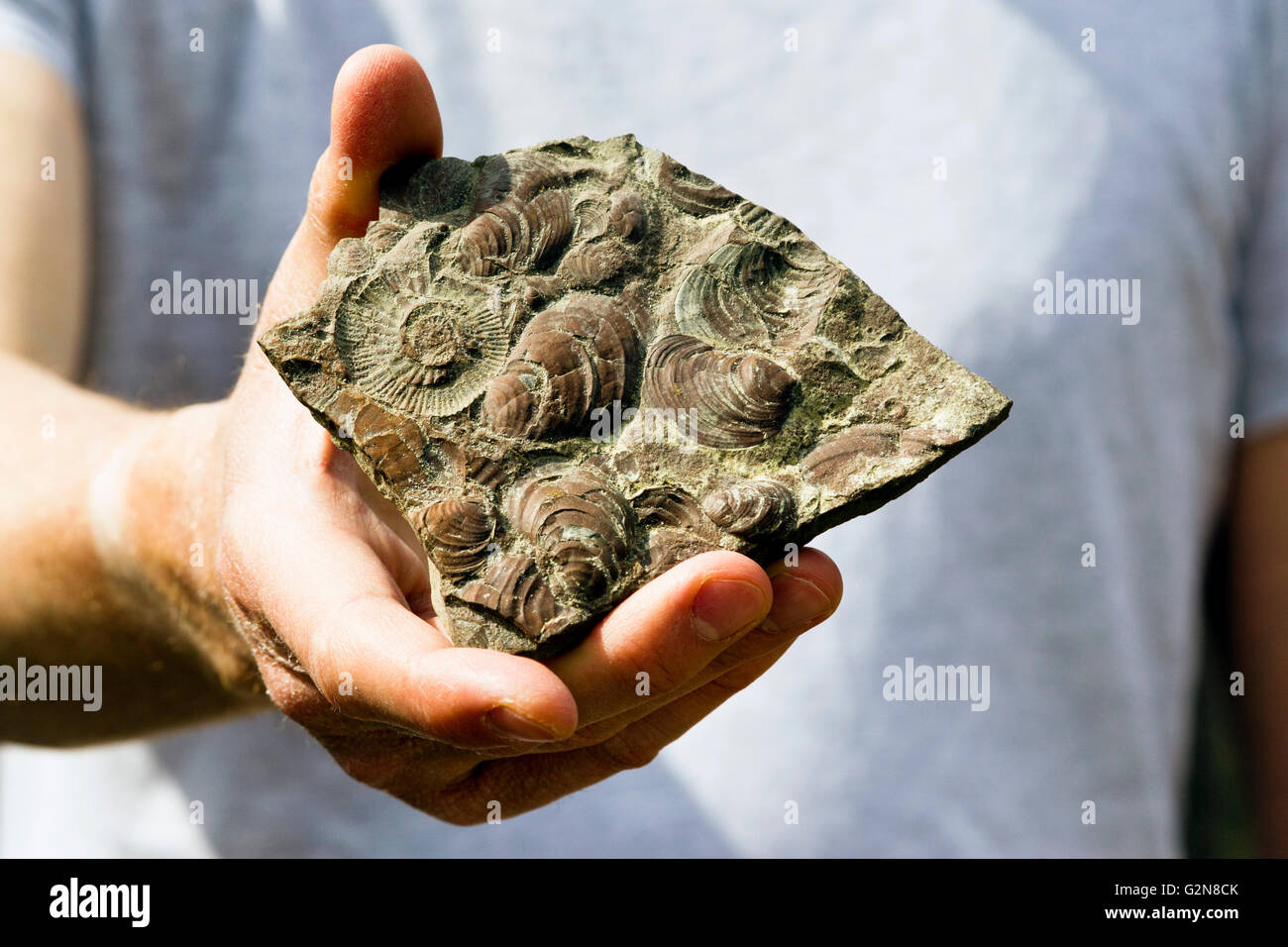 Uomo con campione di fossili (contenenti molluschi bivalvi e di Ammoniti) in mano Foto Stock
