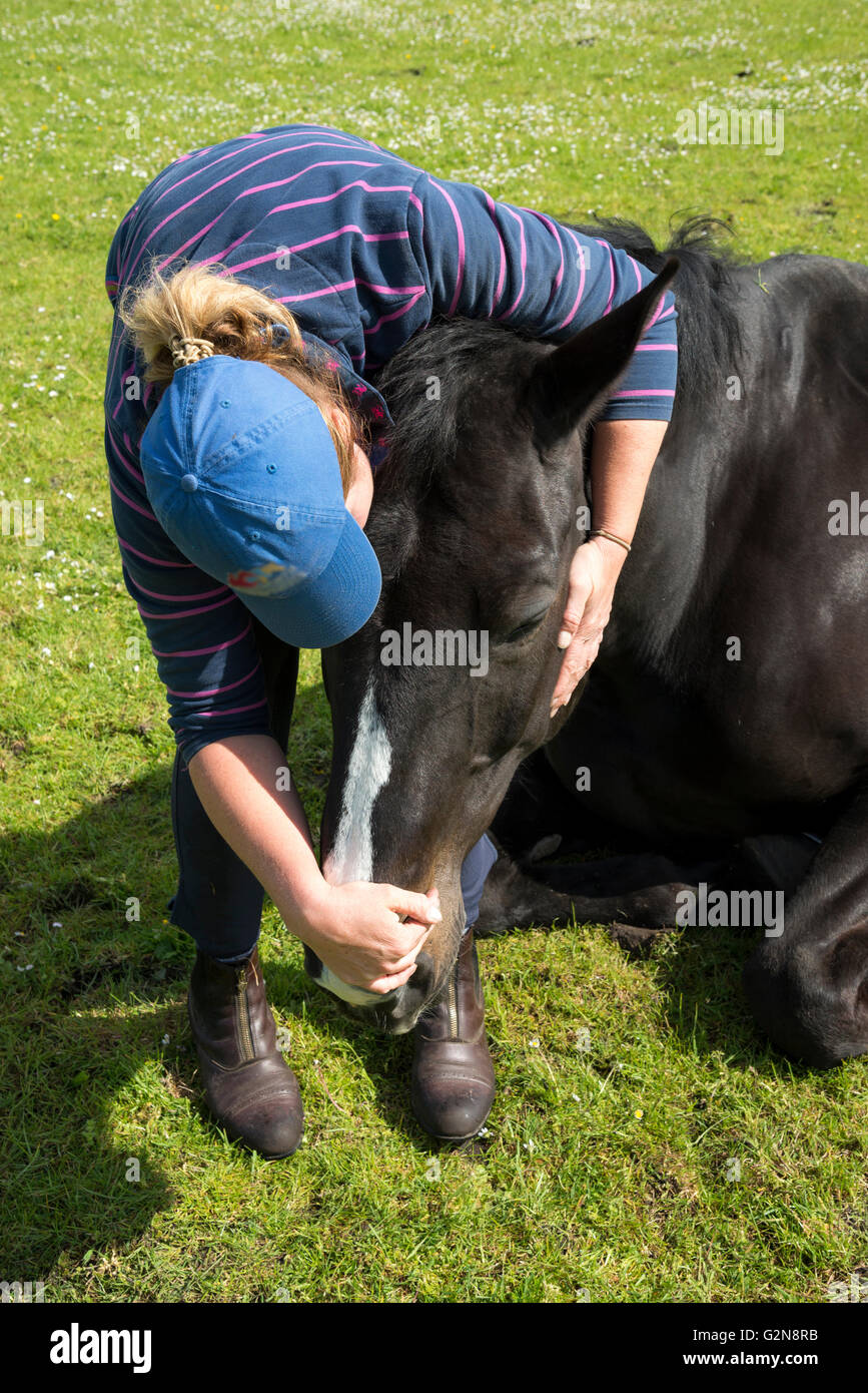 Una donna si piega verso il basso per tenere il suo sonno cavallo per la testa. La grande Dark Horse è sdraiato in un campo di un sole estivo. Foto Stock