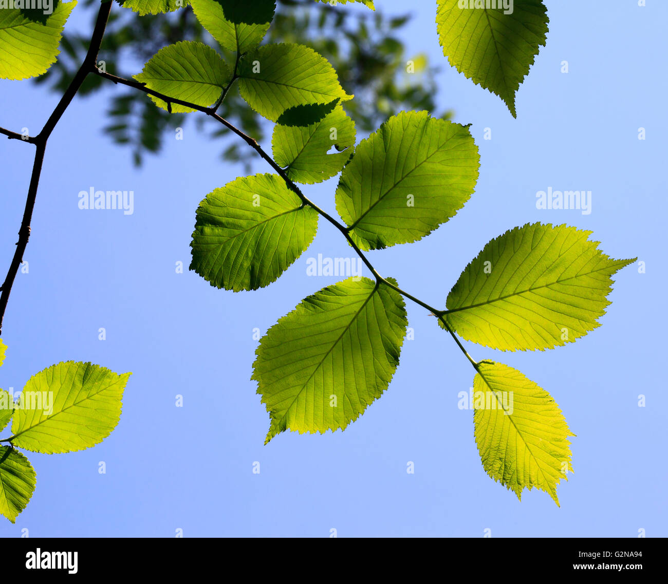 Luce che risplende attraverso foglie di albero, Worcestershire, Inghilterra, Europa Foto Stock