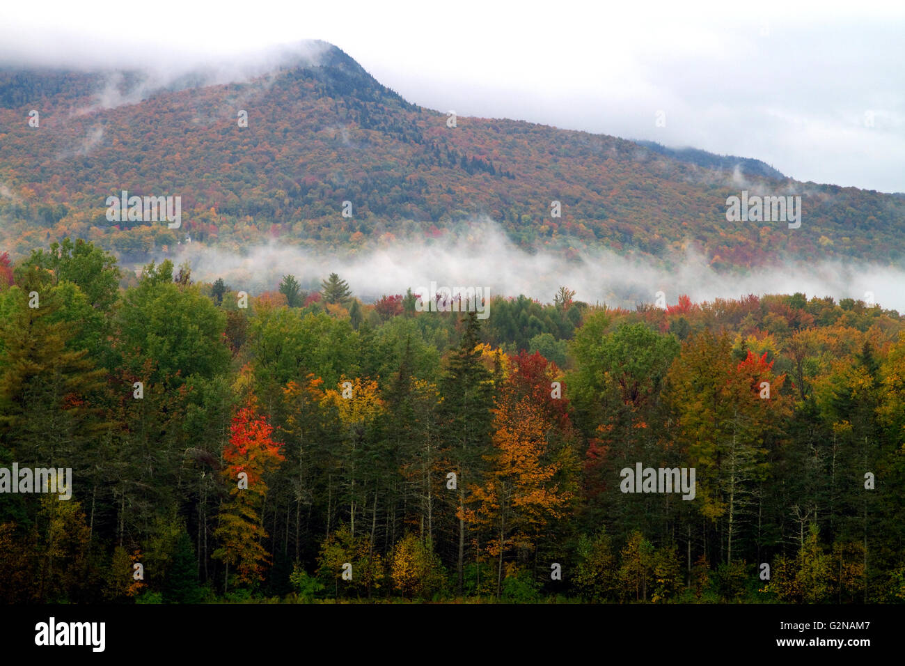 Caduta delle foglie in una nebbiosa mattina vicino a Stowe Vermont, USA. Foto Stock