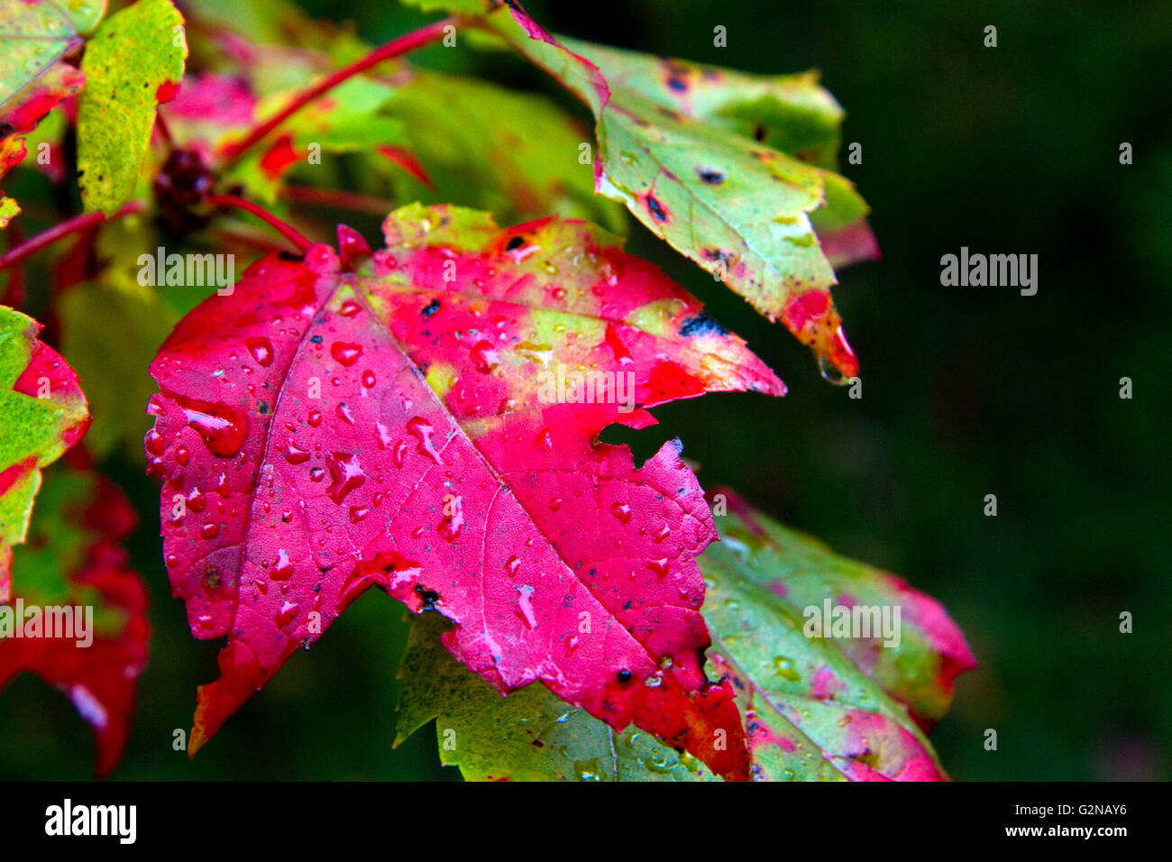 Maple Leaf caduta delle foglie su una mattina umido vicino a Stowe Vermont, USA. Foto Stock