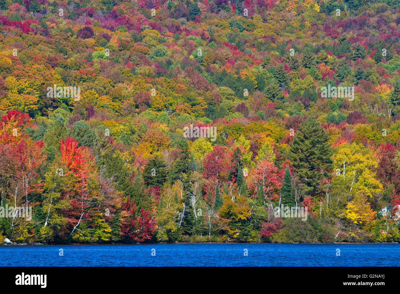 Caduta delle Foglie vicino al lago di Elmore in Lamoille County, Vermont, USA. Foto Stock
