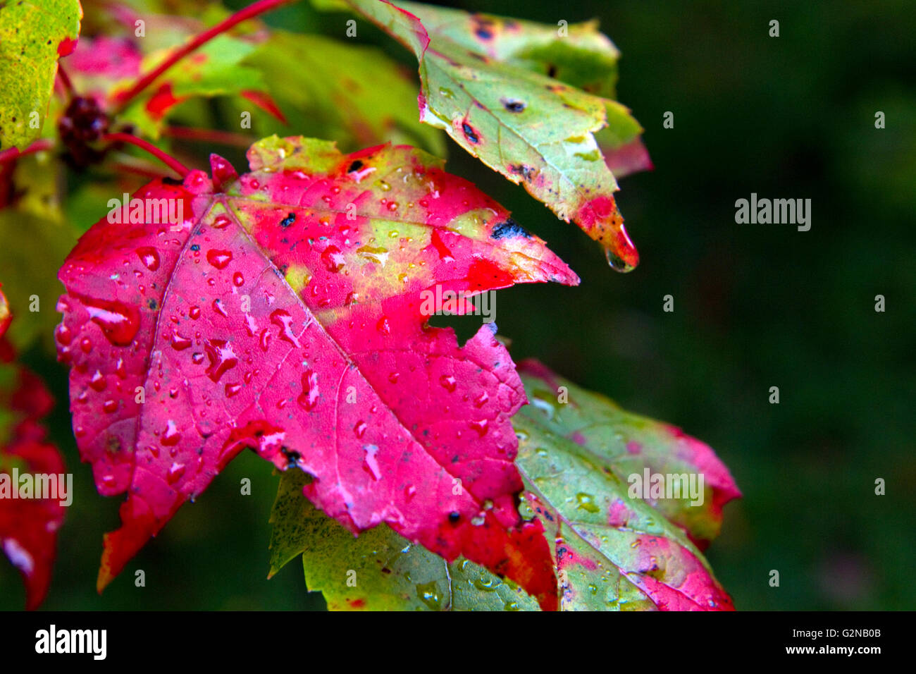 Maple Leaf caduta delle foglie su una mattina umido vicino a Stowe Vermont, USA. Foto Stock