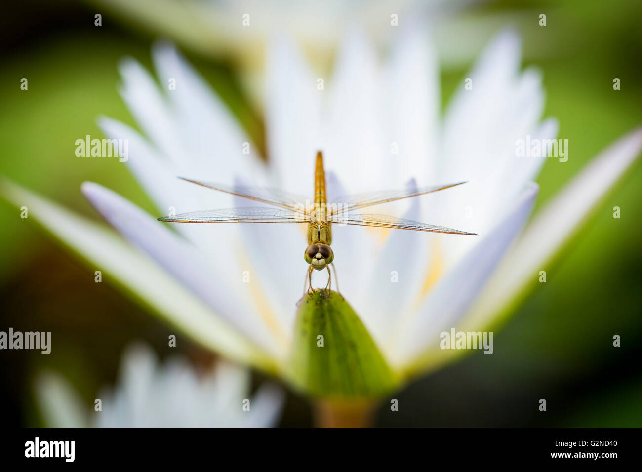 Dragon Fly su Lotus Foto Stock
