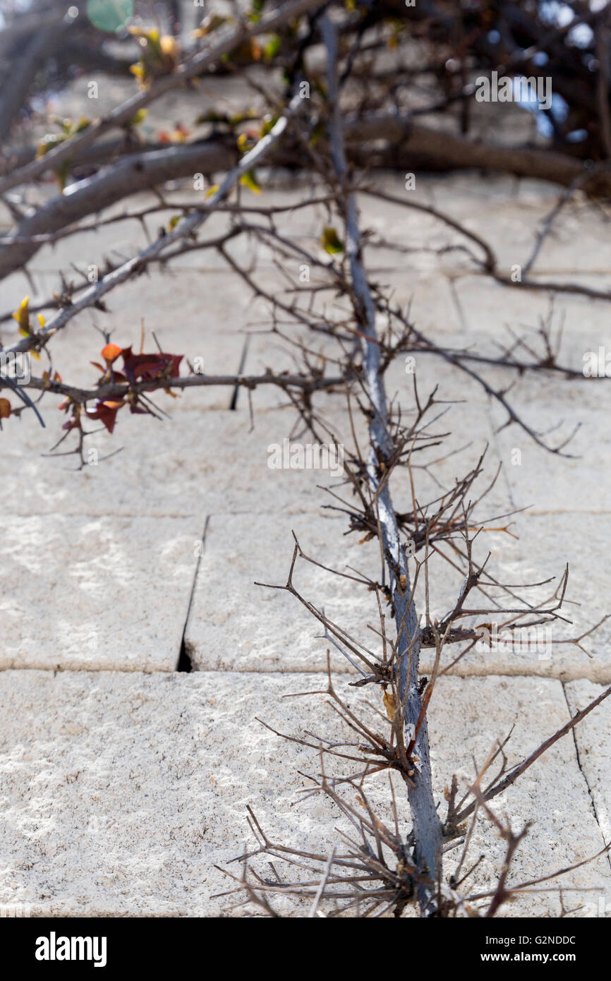 Impianto di ricci con spine e fiori sul pilastro di pietra Foto Stock