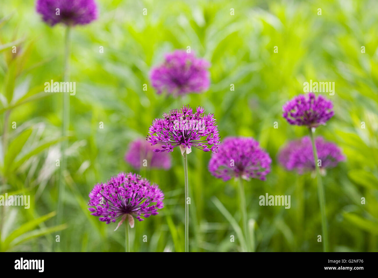 Allium hollandicum 'viola sensazione' in un giardino inglese. Foto Stock