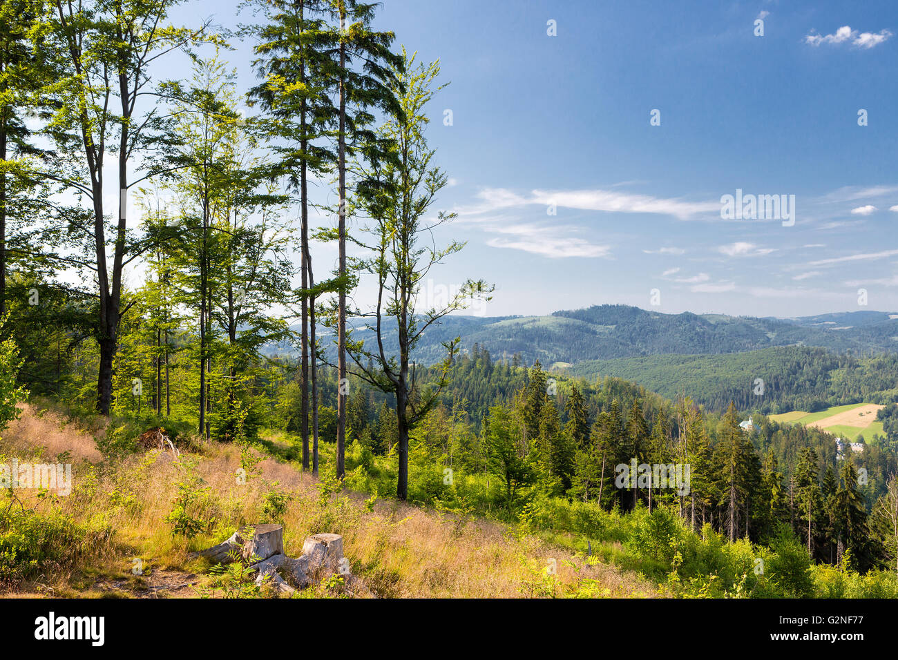 Montagna estate erba verde e blu cielo paesaggio Foto Stock