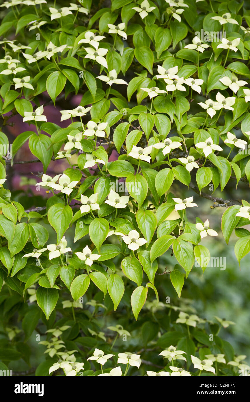 Cornus kousa var. chinensis. Cinese fiori di corniolo. Foto Stock