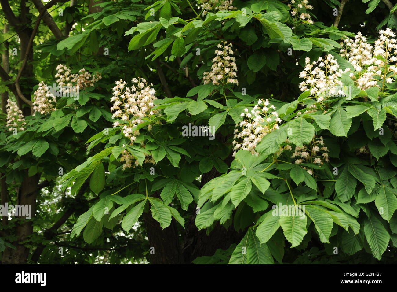 Flower Blossom sul cavallo castagno Foto Stock