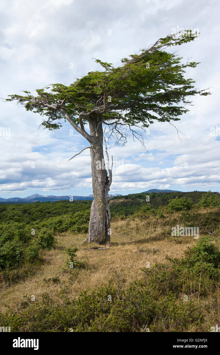 "Arboles banderas', struttura piegata, fireland, Patagonia, Argentina Foto Stock