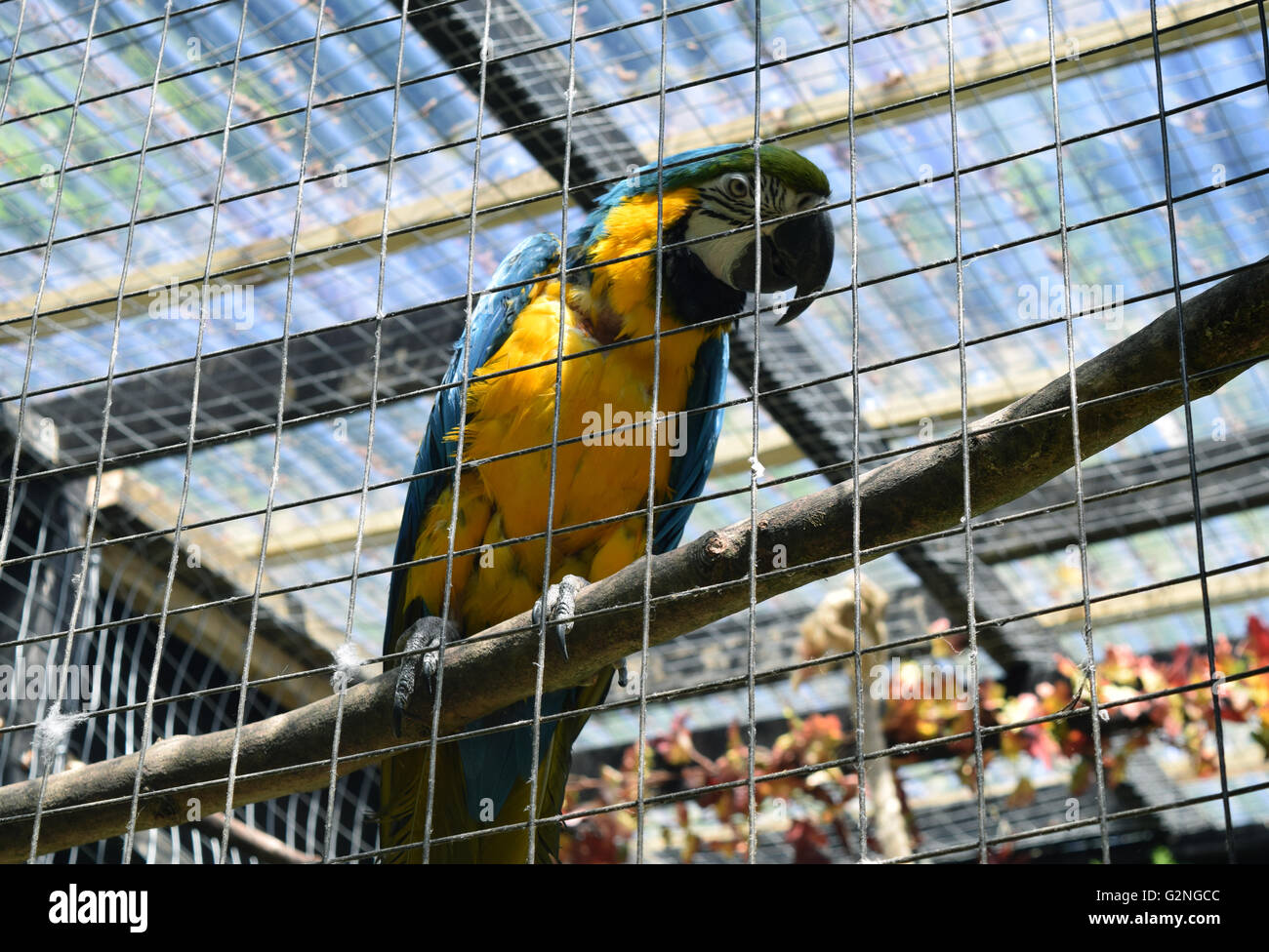 Giacinto Macaw - Brasiliano Parrot Foto Stock