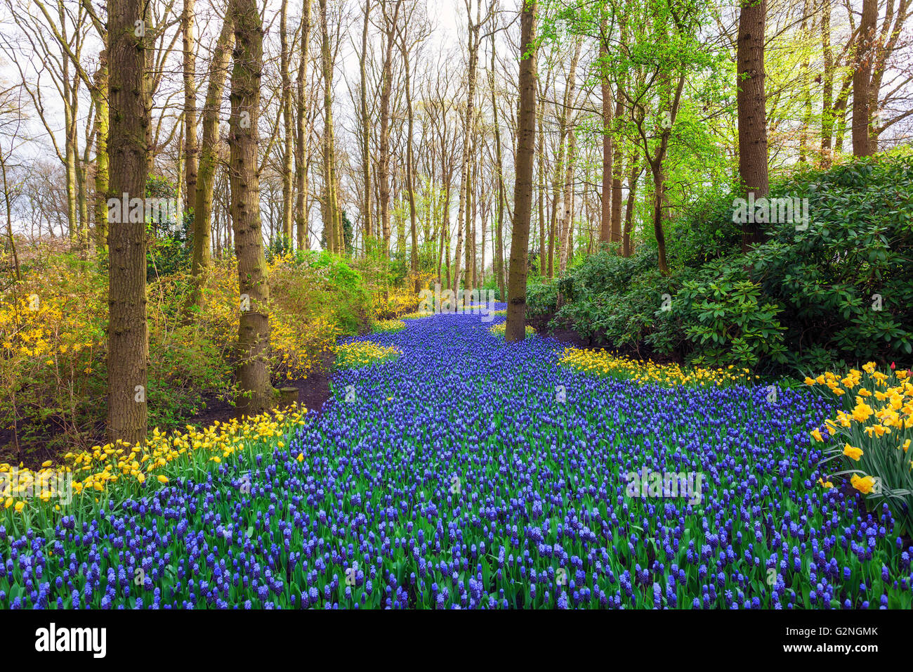 Paesaggio con splendidi fiori che sbocciano nel famoso parco Keukenhof nei Paesi Bassi. Tulipani e giacinti con alberi di sunrise. Foto Stock