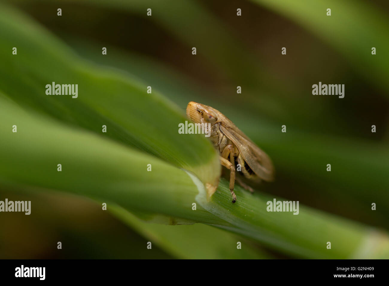 Un comune Froghopper (Philaenus spumarius) su una lama di erba. Foto Stock