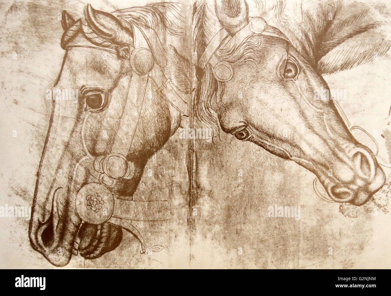 Schizzo di un testa di cavalli eventualmente di Pisanello. Un esempio di moderna tecnica di disegno. Datata xv secolo Foto Stock