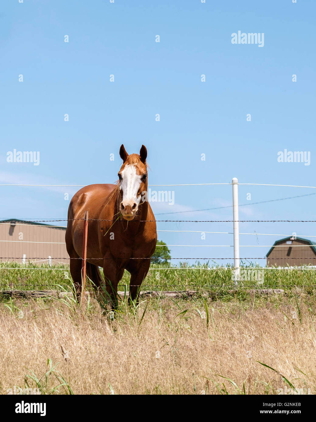 Un sorrel castrazione quarterhorse guarda oltre un recinto di filo spinato da un pascolo in Oklahoma, Stati Uniti d'America. Foto Stock