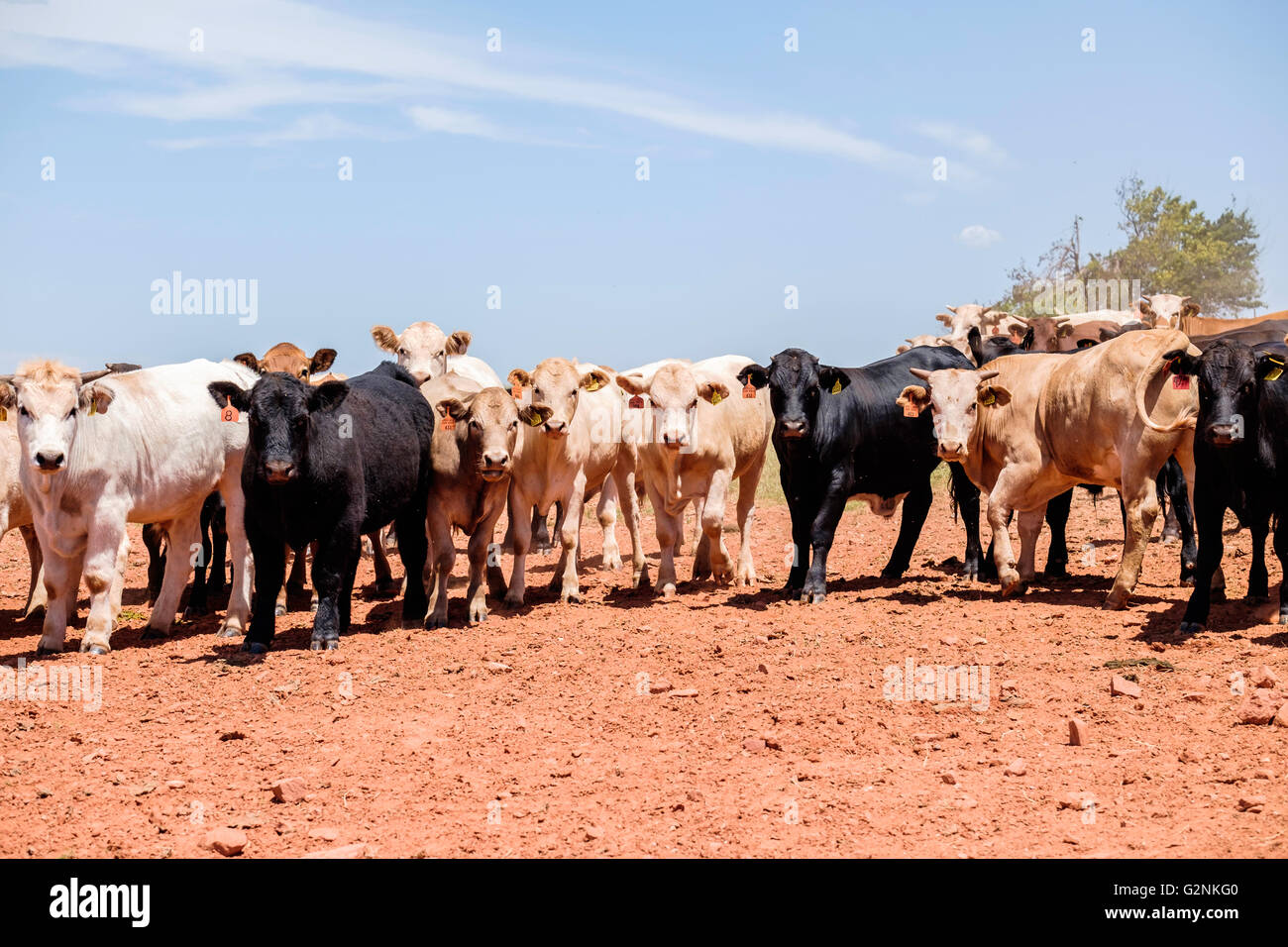 Un piccolo allevamento di bovini di razze diverse guardano verso il fotografo in Oklahoma, Stati Uniti d'America. Foto Stock