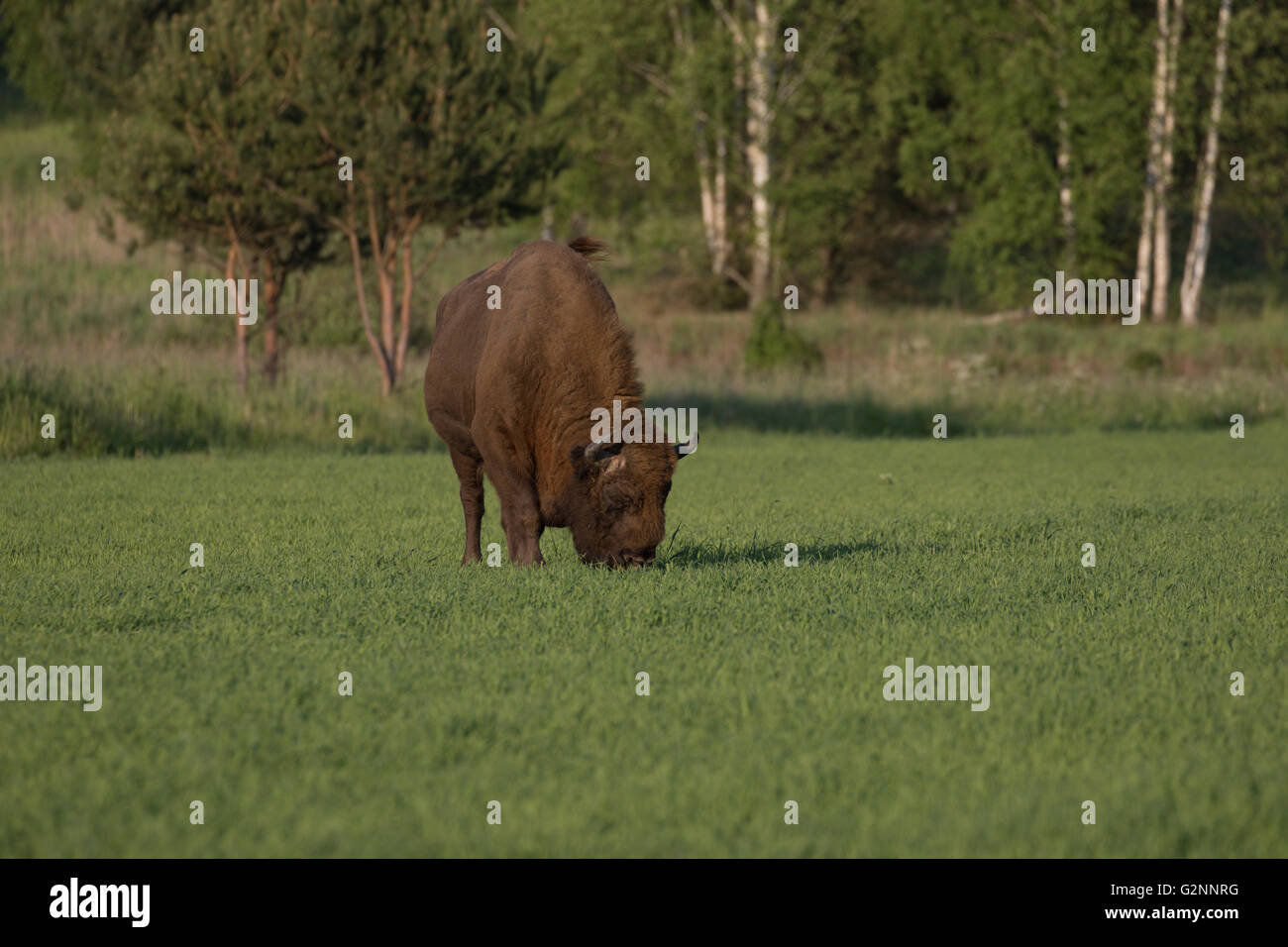 Bisonte europeo Foto Stock