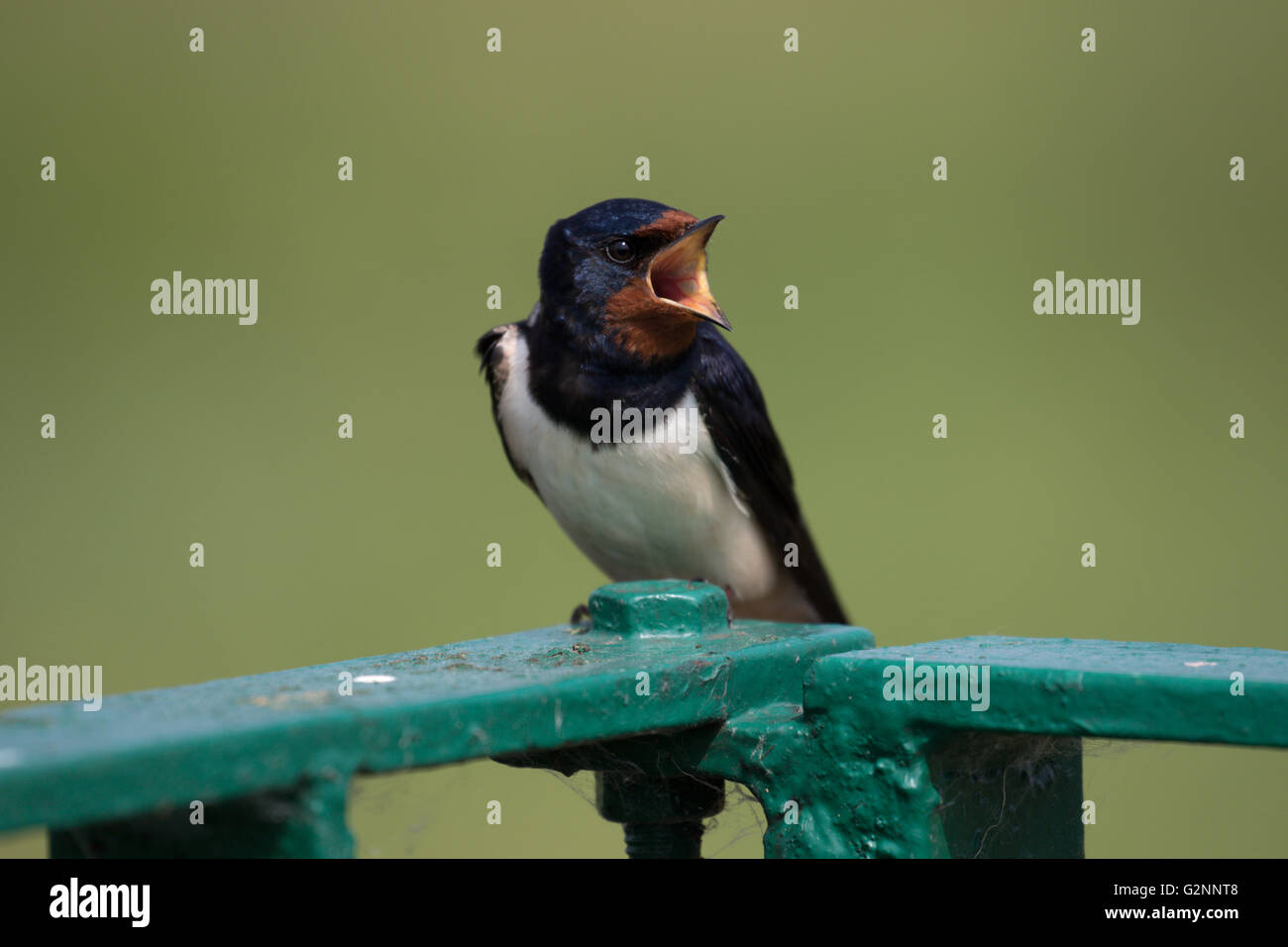 Swallow di granaio Foto Stock