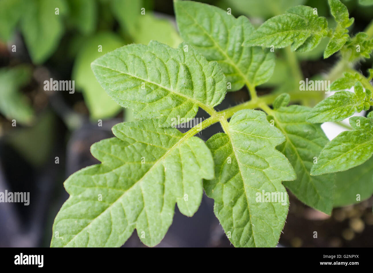 Inizio della primavera cimelio di famiglia di piante di pomodoro foglie, no  pomodori ancora Foto stock - Alamy
