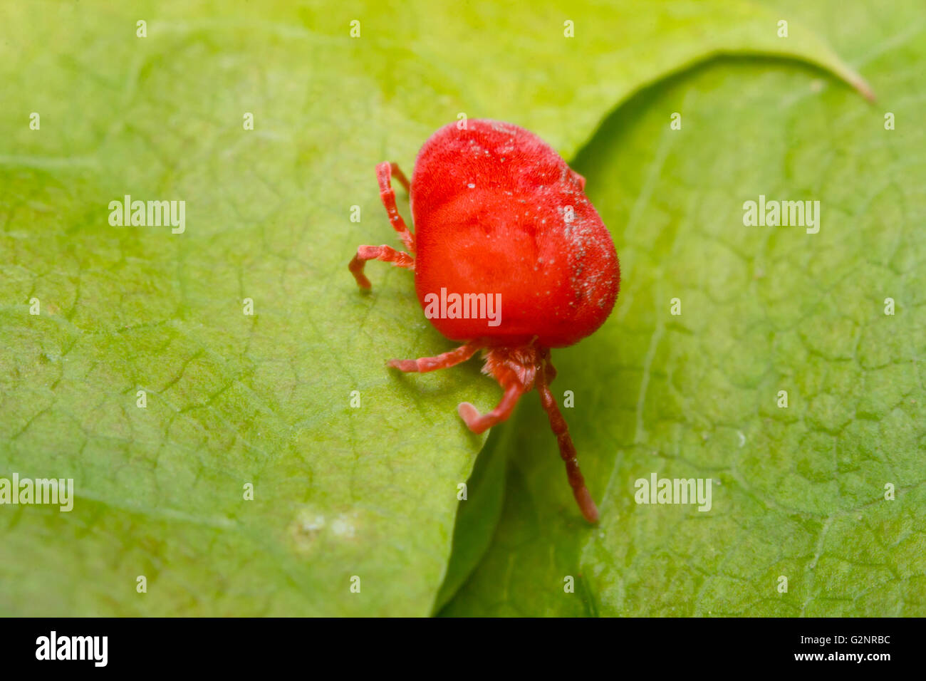Close up macro di velluto rosso o acari Trombidiidae in ambiente naturale Foto Stock
