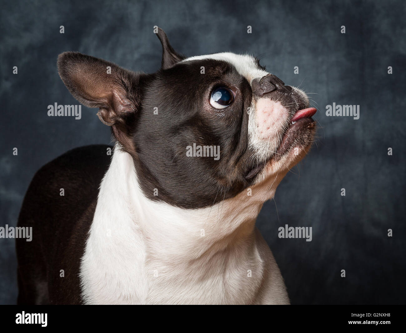 Miley la femmina Boston Terrier piccolo cane di razza Foto Stock