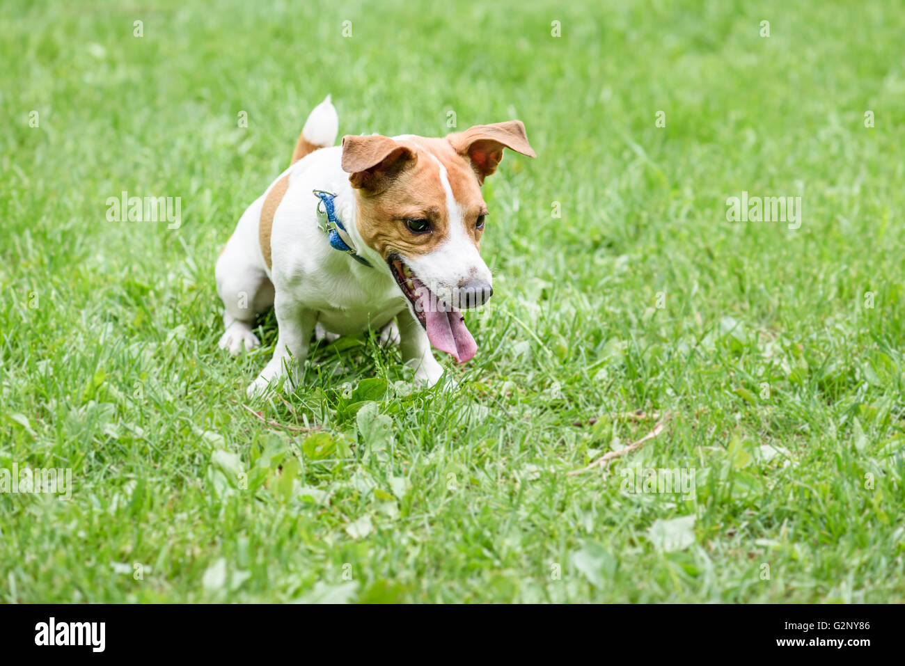 Naughty dog sitter dal comando vergogna punito dal proprietario Foto Stock