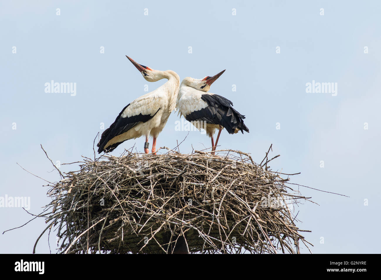 Cicogne sul nido Foto Stock