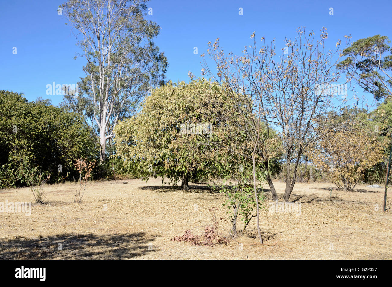 Colpite dalla siccità home garden, northern NSW Australia Foto Stock
