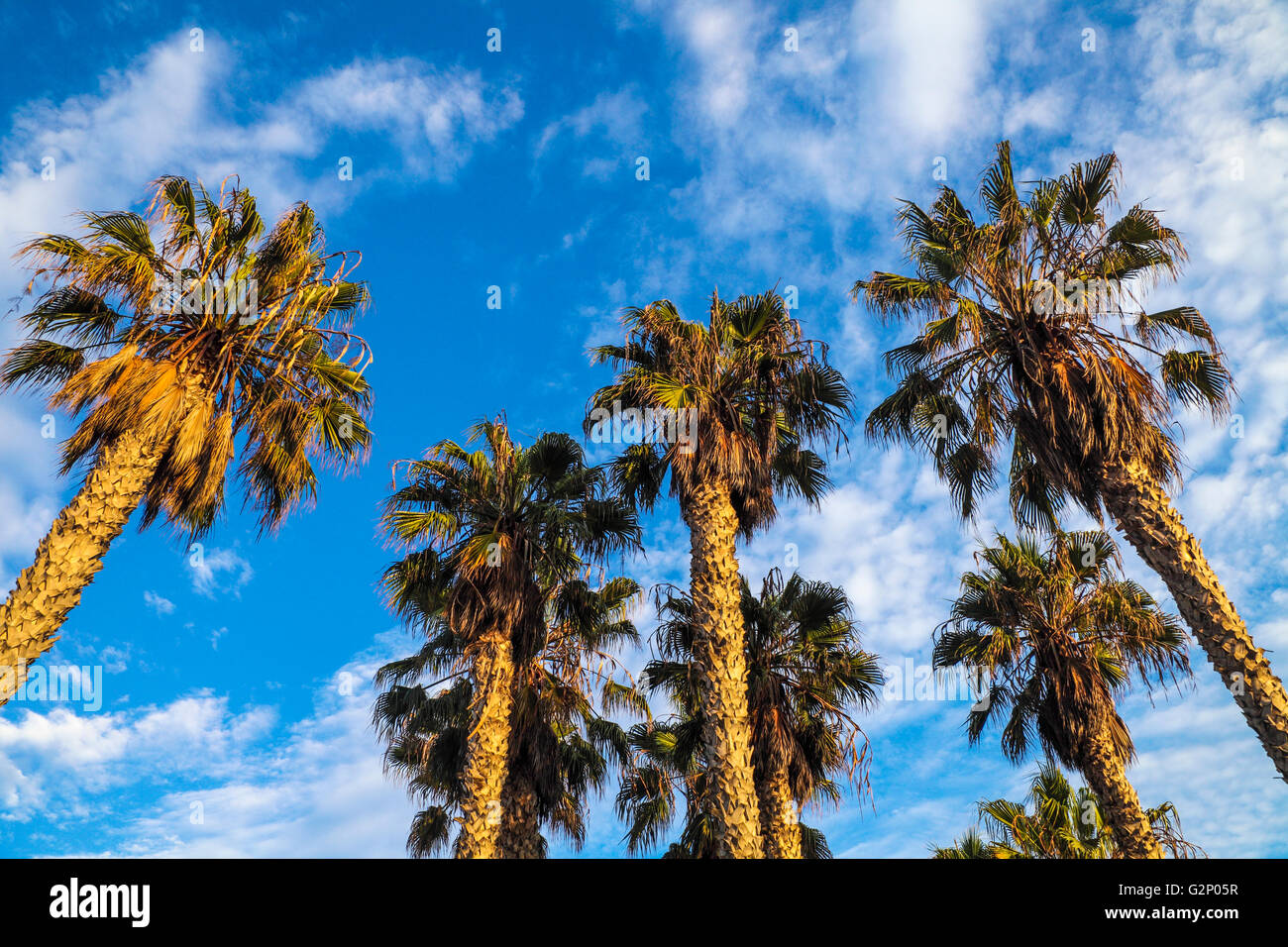 Luce dorata sulle palme in Santa Monica, California, al tramonto Foto Stock