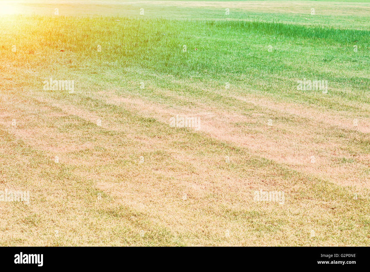Il taglio del prato in giardino con la luce del pomeriggio. Foto Stock