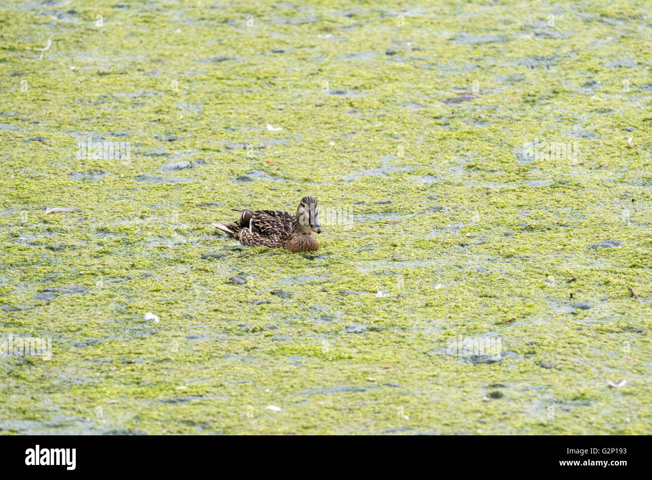 Un pulcino Mallard nuoto Foto Stock