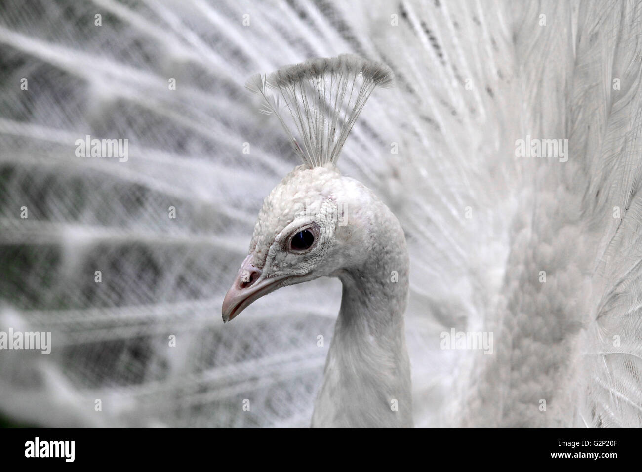 Peafowl bianco bird nei generi Pavo e Afropavo della famiglia fasianidi Foto Stock